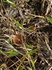 Galerina paludosa