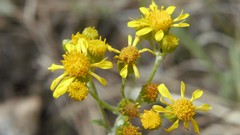 Senecioneae