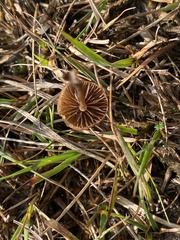 Galerina paludosa