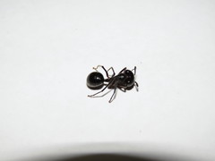 Camponotus molossus