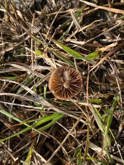Galerina paludosa