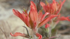 Castilleja integra