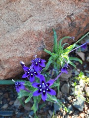 Lapeirousia oreogena