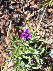 Lapeirousia oreogena