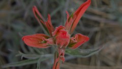 Castilleja integra