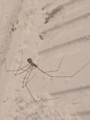 Pholcidae