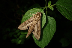 Hippotion velox