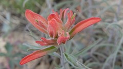 Castilleja integra