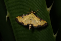 Goniorhynchus