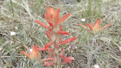 Castilleja integra