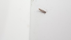 Lepidoptera