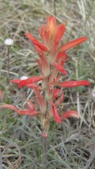Castilleja integra