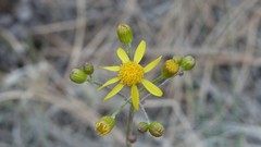 Senecioneae