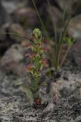 Disa pygmaea