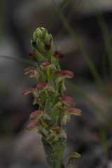 Disa pygmaea