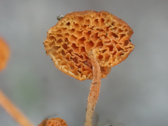 Favolaschia longistipitata