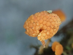 Favolaschia longistipitata