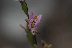 Disa obliqua