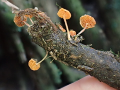 Favolaschia longistipitata