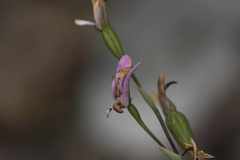 Disa obliqua