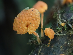 Favolaschia longistipitata