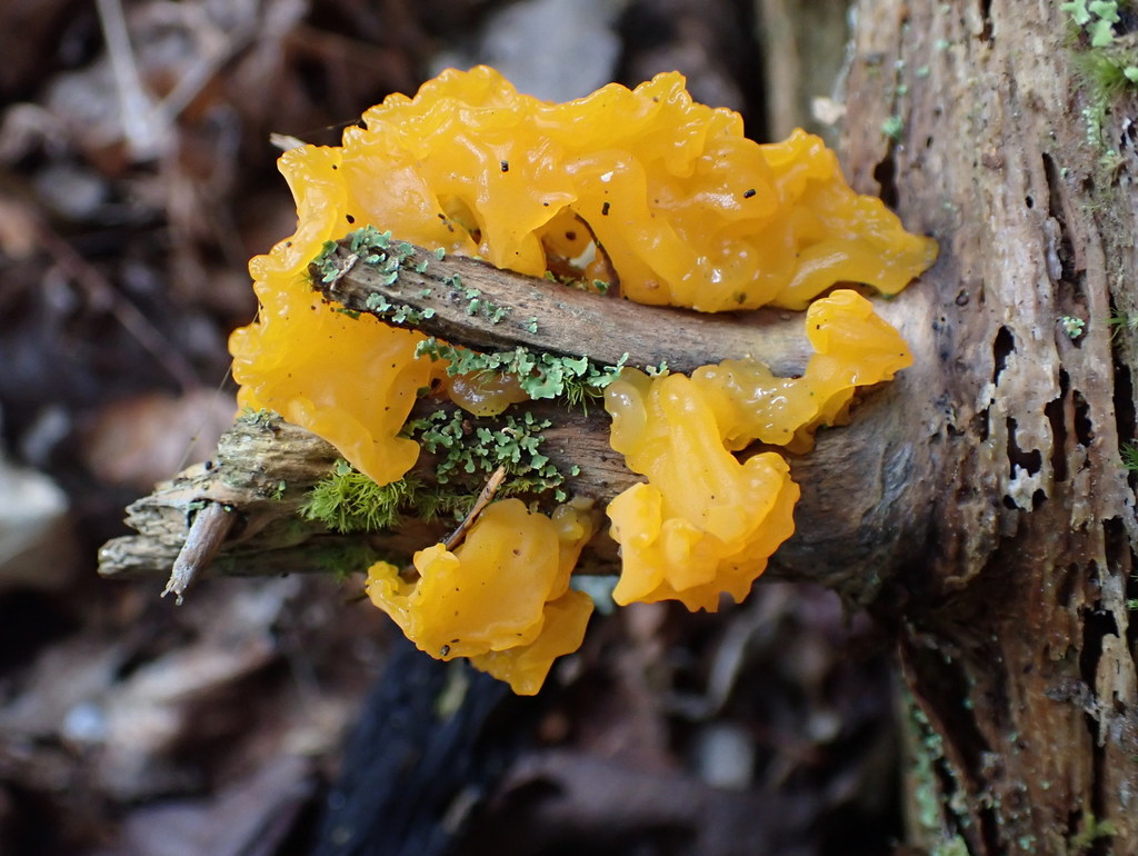 Orange Jelly Spot from Beech Hill Park, Sackville, NB, Canada on