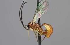 Hyposoter
