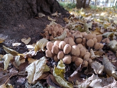 Coprinellus micaceus