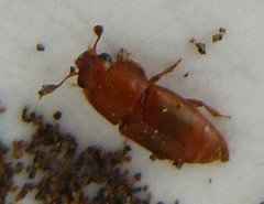 Carpophilus
