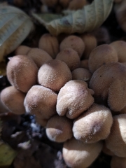 Coprinellus micaceus