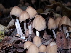Coprinellus micaceus