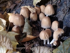 Coprinellus micaceus