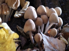 Coprinellus micaceus
