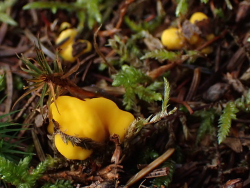 Irregular Earth Tongue (Neolecta irregularis)