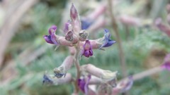 Astragalus tephrodes