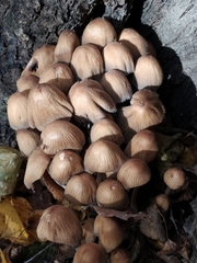 Coprinellus micaceus