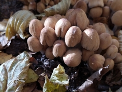 Coprinellus micaceus