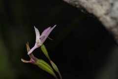 Disa obliqua