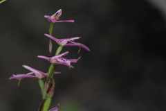 Disa obliqua
