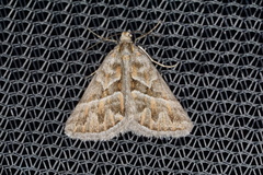 Dichromodes poecilotis