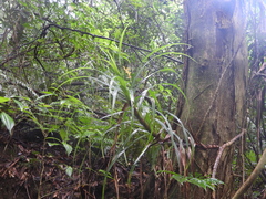 Freycinetia formosana