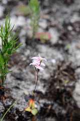 Disa obliqua
