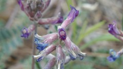 Astragalus tephrodes