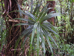 Freycinetia formosana