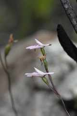 Disa obliqua