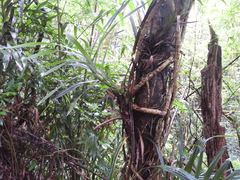 Freycinetia formosana