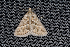 Dichromodes poecilotis