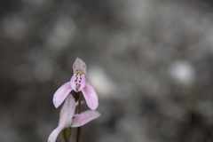 Disa obliqua