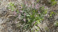 Astragalus tephrodes