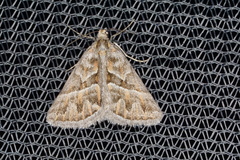 Dichromodes poecilotis